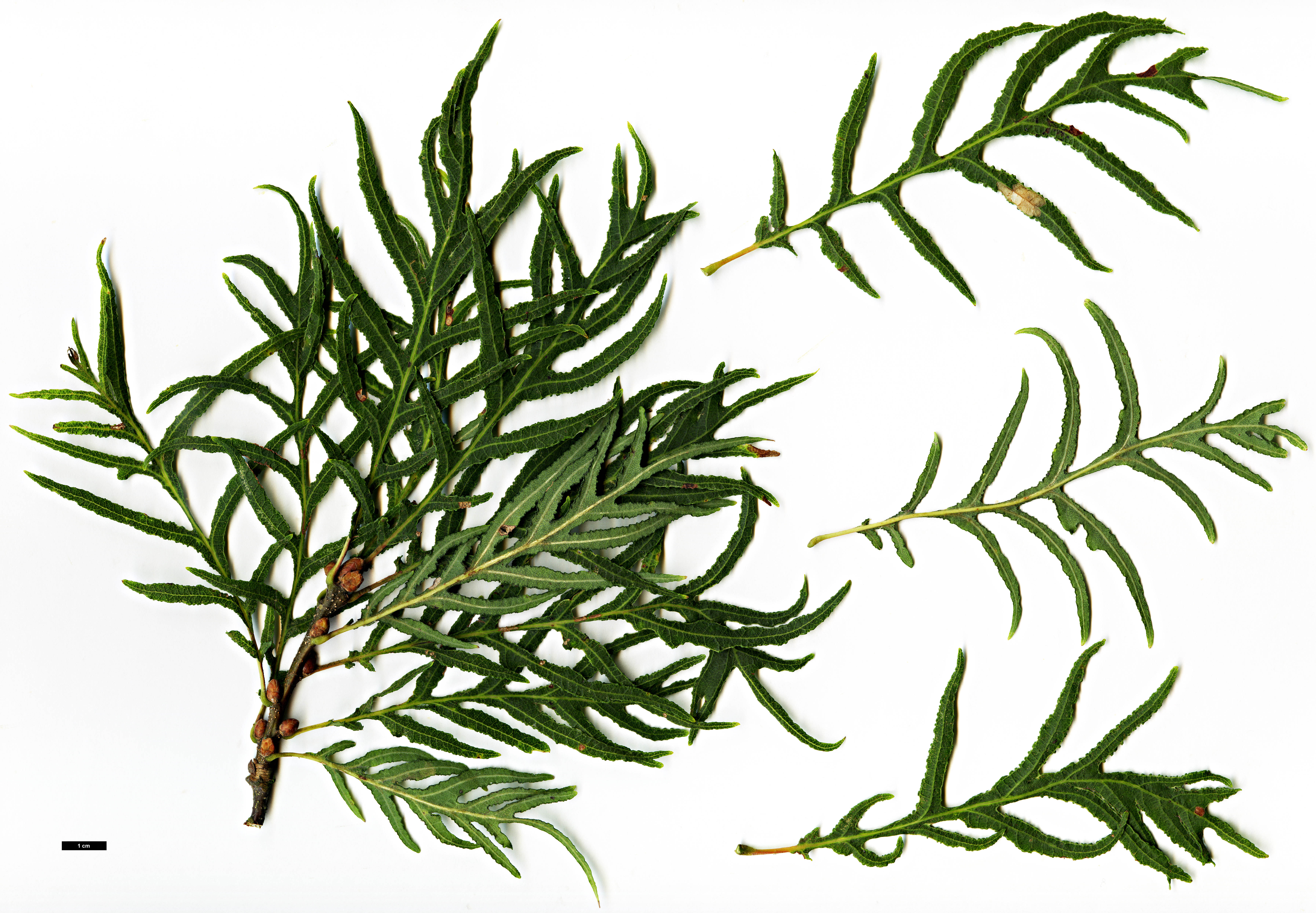 High resolution image: Family: Fagaceae - Genus: Quercus - Taxon: robur - SpeciesSub: Heterophylla Group 'Pectinata'